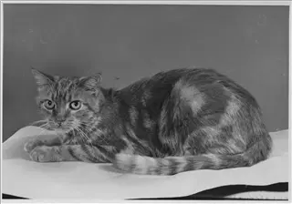 small_cat butch 2017-248.webp